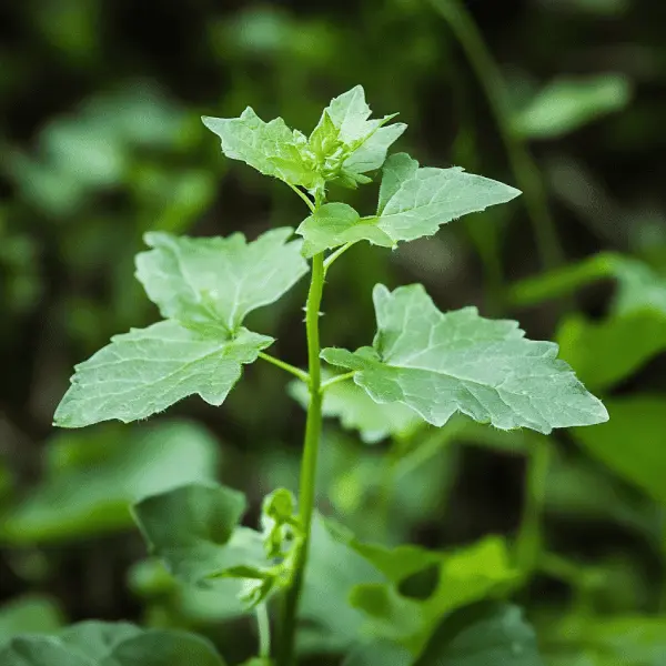 the forger's guide to wild foods